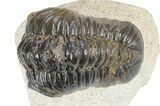 Detailed Reedops Trilobite - Atchana, Morocco #341178-2